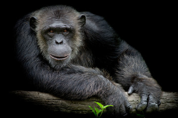 cute chimpanzee smile and catch big branch and look straight to front of him on black background