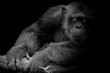 © art9858 - Black and White Cute Chimpanzee smile and catch big branch and look straight to front of him on black background