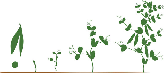 Wall Mural - Life cycle of pea plant. Stages of pea growth from seed and sprout to adult plant with fruits