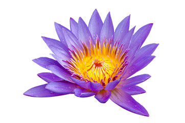 Fotomurales - lotus purple Isolate lotus Beautifully bloomed in yellow pollen