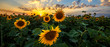 canvas print picture - Summer landscape: beauty sunset over sunflowers field. Panoramic views
