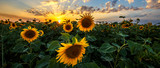 Fototapeta Krajobraz - Summer landscape: beauty sunset over sunflowers field. Panoramic views