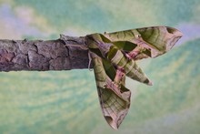 A Pandora Sphinx Moth (Eumorpha Pandorus) Resting On A Twig, Displaying Its Impressive Green Camouflage Colors Against A Green Nature Background In Houston, TX.