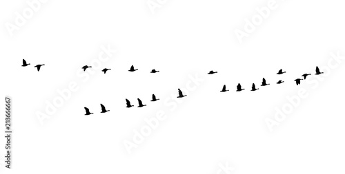 Cuadros en Lienzo Greater white-fronted goose wedge in flight