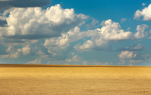 Landscape Of  Farm Yellow Field Wheat On Blue Sky With Clouds