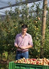 Wall Mural - Farmer with tablet in apple orchard during harvest