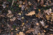 Autumn Leaves on Wet Earth Background from Overhead