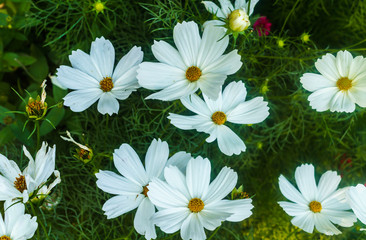 beautiful white cosmos flower in the garden. for a background