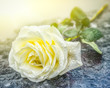 eine auf einem Grabstein niedergelegte gelbe Rose auf gefrorenem Untergrund zum Ausdruck der Trauer und des Gedenkens mit genügend Textfreiraum 