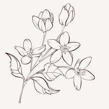 Branch With Flowers. Element For Design. Hand-drawn Contour Lines And Strokes.