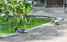 Two Beautiful Black White Ducks Sitting At A Pond Forest Landscape