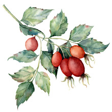 Watercolor Dog Rose Branch. Hand Painted Rose Hips With Leaves Isolated On White Background. Botanical Illustration For Design, Print Or Background. Floral Clip Art.
