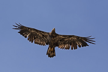 Wall Mural - Bird juvenile bald eagle soars high above