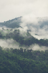 Fototapeta drzewa widok tropikalny