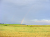 Fototapeta Tęcza - Rainbow in the sky over field of oast