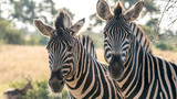 Fototapeta Konie - Two zebras in a portrait standing in africa.