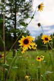 Fototapeta Kosmos - Sunflowers glow in the sun