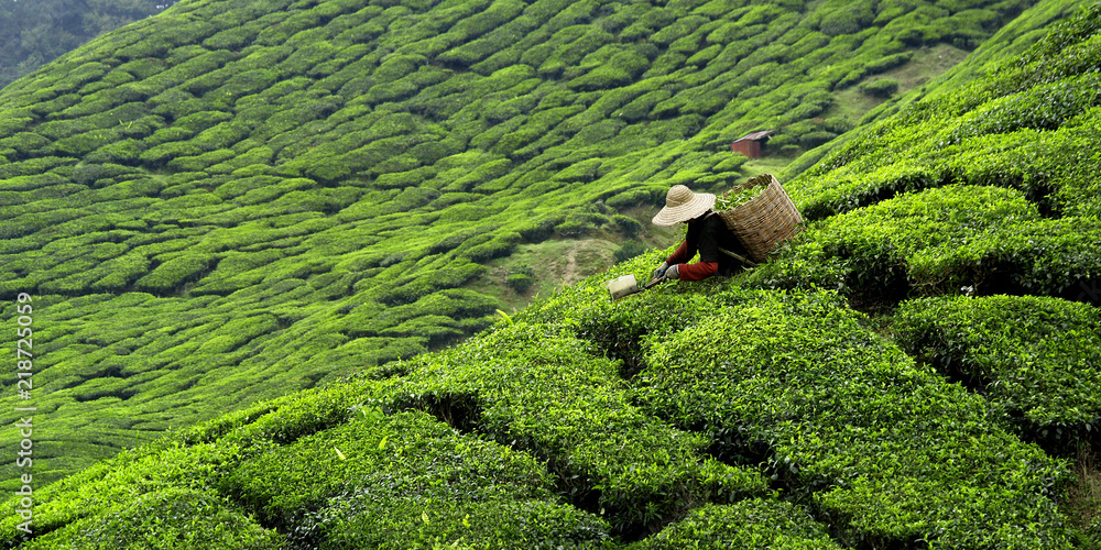 Worker picking tea leaves in tea plantation - obrazy, fototapety, plakaty 