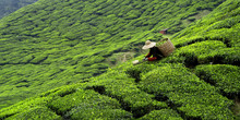  Foto zu Green Tea Free Stock Photo - Public Domain Pictures 