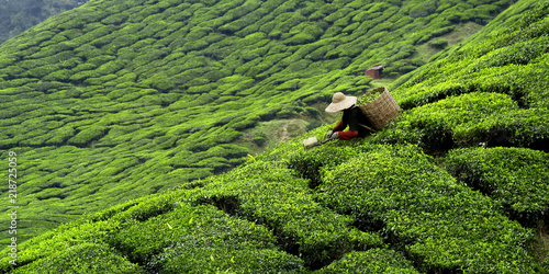 Fotografía Worker picking tea leaves in tea plantation