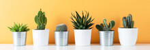 Modern Room Decoration. Collection Of Various Potted Cactus And Succulent Plants On White Shelf Against Warm Yellow Colored Wall. House Plants Banner.
