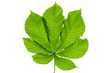Green buckeye (horse chestnut) leaf