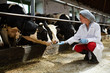 © pressmaster - Young professional armer in uniform squatting by cowshed and stretching her hand to milk cows