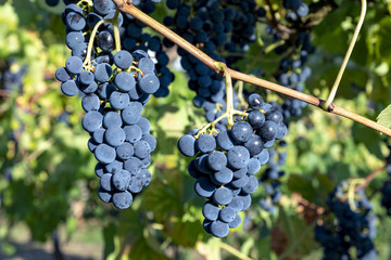 green ripe grapes in the vineyard