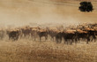 Herd of bulls in southern Spain.