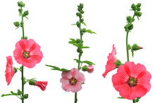 Isolated Three Sisters Pink Hollyhock Flowers (Althaea Rosea) On White Background