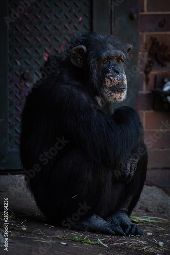 Plakat Szympans