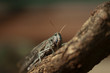 Locust macro picture ZOO 