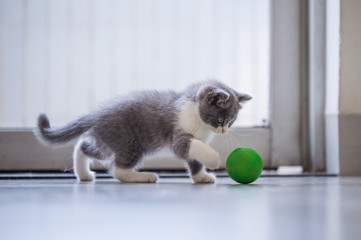 The kitten is playing with a ball