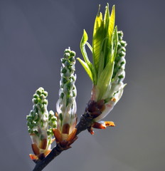 Spring twig with buds and green leaves