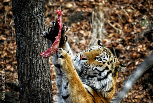 Zdjęcie XXL Amur tygrys w lesie