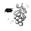 Cranberry vector drawing. Isolated berry branch sketch on white 