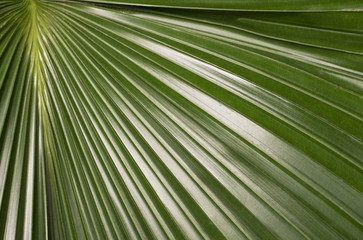 Canvas Print - Green leaf close-up, texture, background