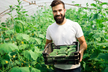 Male farmer picking fresh cucumbers from his hothouse