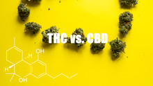 CBD And THC As Medicine. Physical Dependence On Cannabis