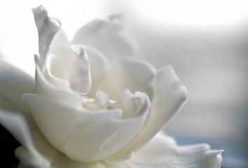 White gardenia bloom in soft focus with pastel colors.