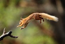Red Squirrel Flying