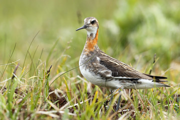 Sticker - Red-necked Phalarope