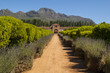 Pathway to wine estate South Africa