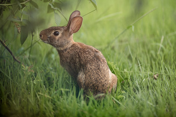 Rabbit Sniffing in Grasses