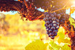 © myphotobank.com.au - Ripe bunch of grapes ready to be harvested