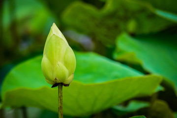 beautiful Red or pink Lotus Flower or water lily growing in tropical thailand country.nature.symbol of the Buddha.