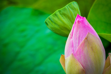 beautiful Red or pink Lotus Flower or water lily growing in tropical thailand country.nature.symbol of the Buddha.