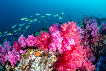 Beautiful, colorful but delicate soft corals on a tropical coral reef in Asia