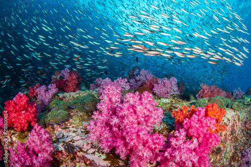 Fotografía Huge numbers of colorful tropical fish swimming around a beautiful coral reef