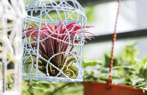 Fotografia Tillandsia in bird cage decoration in the small garden at balcony